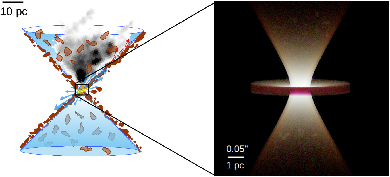 Schematic representation of the structure of the active galactic core (left) and the image of the dust model in the Circinus galaxy obtained by means of numerical simulations of radiation transfer (right). Adapted from Stalevski, Asmus & Tristram (2017) and Stalevski, Tristram & Asmus (2019).